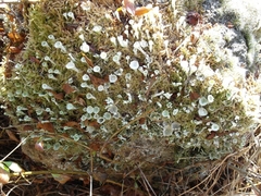 Cladonia deformis