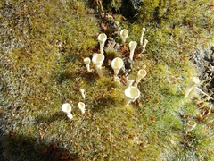 Cladonia deformis