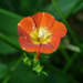 Red Morning Glory - Photo (c) pucak, some rights reserved (CC BY-ND), uploaded by pucak