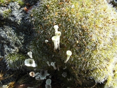 Cladonia deformis