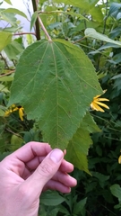 Hibiscus moscheutos