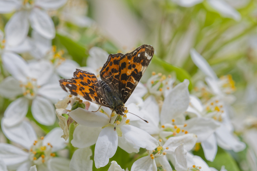 Araschnia levana