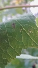 Hibiscus moscheutos