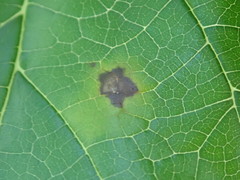 Cercospora moricola