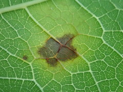 Cercospora moricola