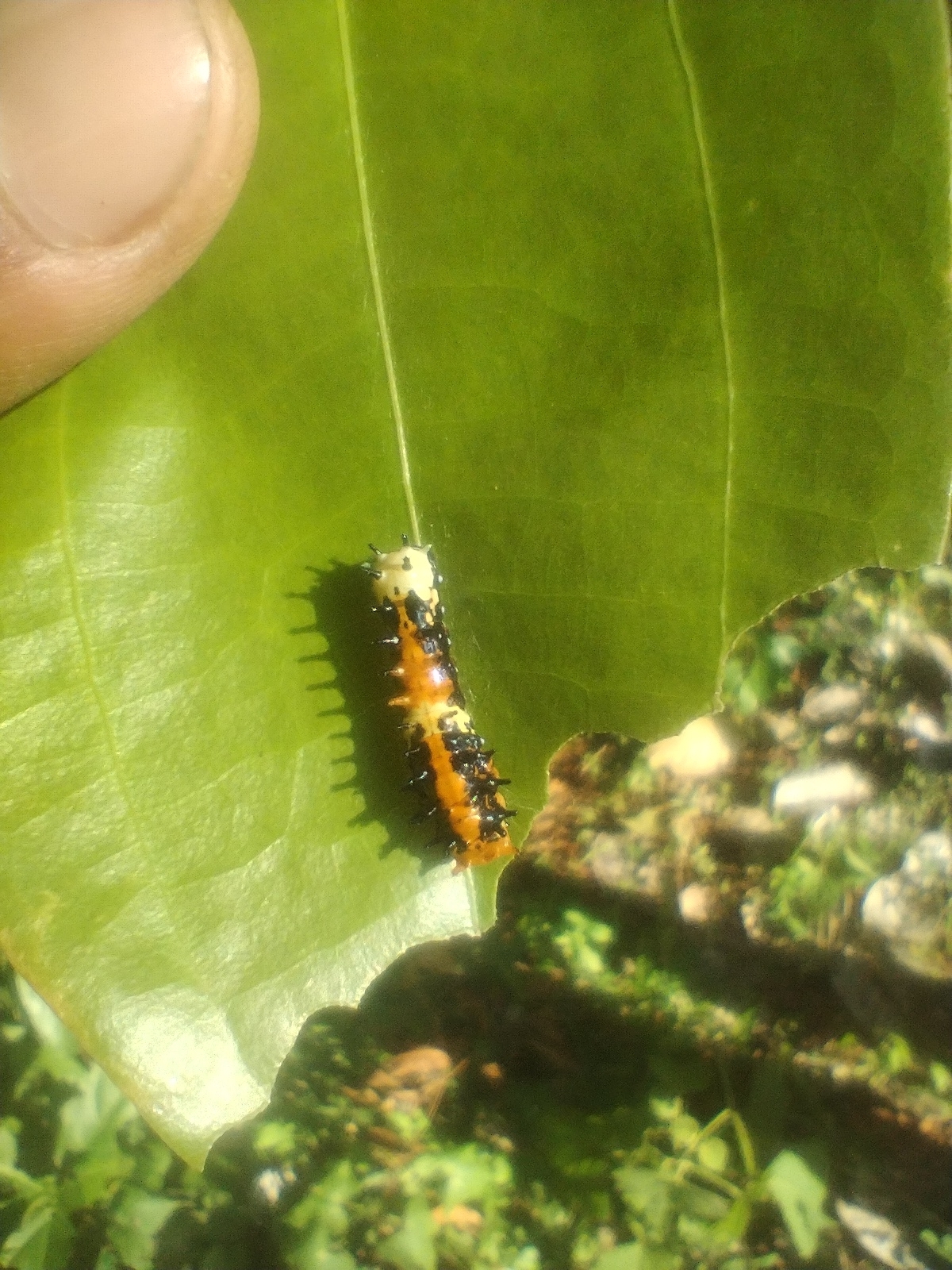 Common Mime