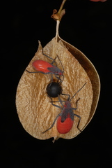 Red-shouldered Bug