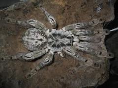 Heteroscodra maculata