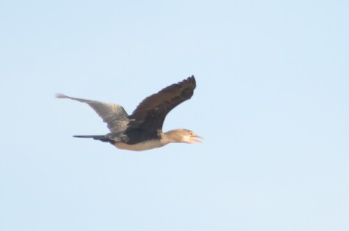 Reed Cormorant
