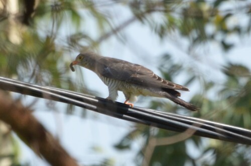 African Cuckoo