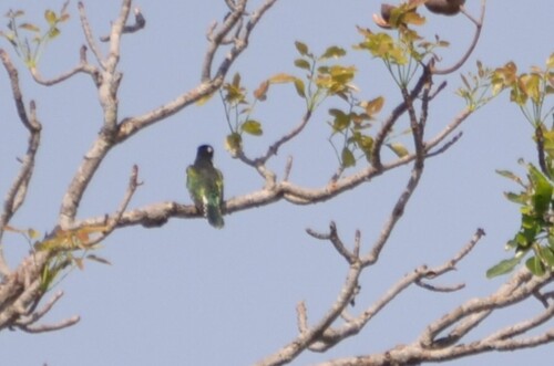 Diederik Cuckoo