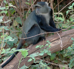 Cercopithecus mitis manyaraensis
