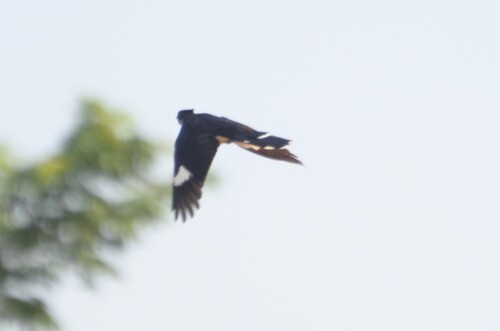 Pied Cuckoo