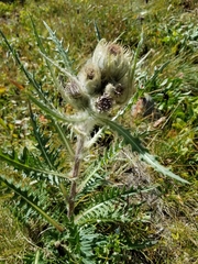 Cirsium osterhoutii