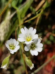 Cerastium beeringianum