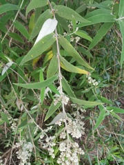 Buddleja salviifolia