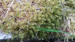 Rhytidiadelphus squarrosus