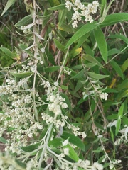 Buddleja salviifolia