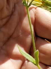 Cerastium beeringianum