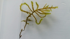 Rhytidiadelphus squarrosus