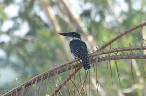 Giant Kingfisher