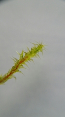 Rhytidiadelphus squarrosus