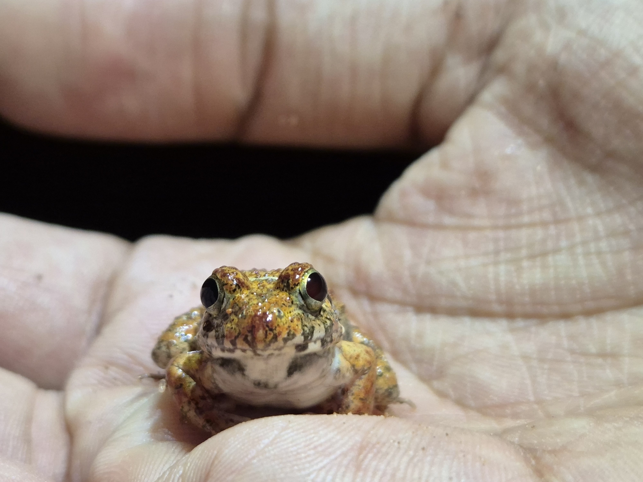 Rufescens Cricket Frog