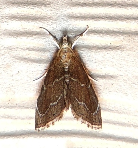 Stegea eripalis Grote, 1878