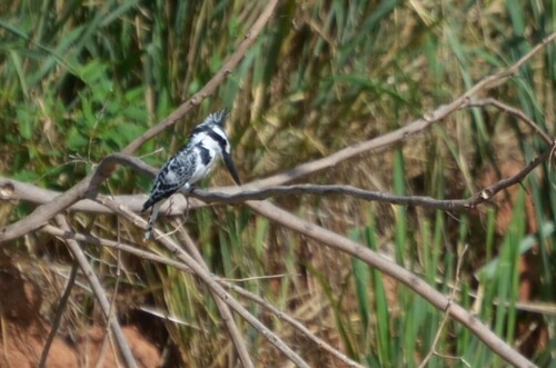 Pied Kingfisher