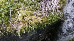 Hypnum cupressiforme