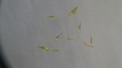 Hypnum cupressiforme