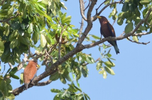 Broad-billed Roller