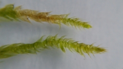 Hypnum cupressiforme