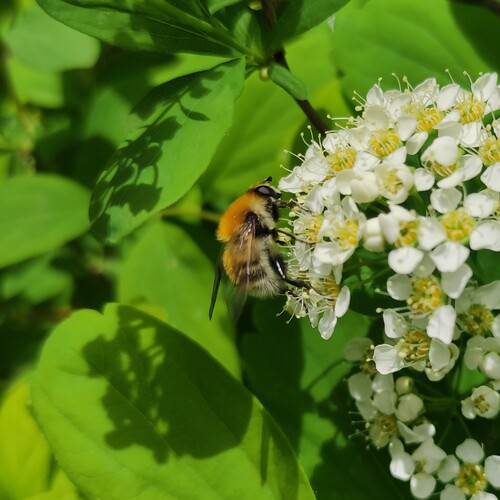 Mallota megilliformis