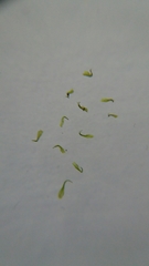 Dicranaceae