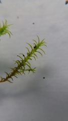 Dicranaceae