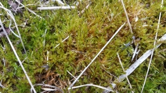 Calliergonella cuspidata