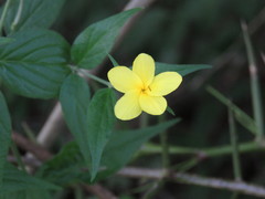 Haplophyton cimicidum