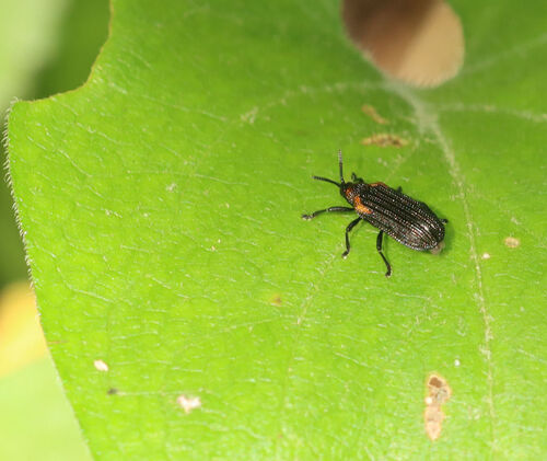 Odontota mundula
