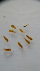 Tortula muralis