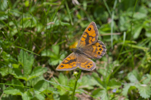 Lasiommata megera