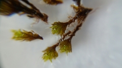 Tortula muralis