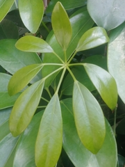 Heptapleurum arboricola image