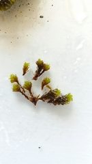 Tortula muralis