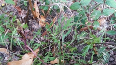Tyria jacobaeae