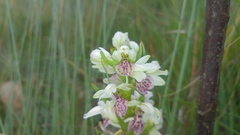 Brachycorythis conica transvaalensis