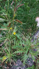 Tyria jacobaeae