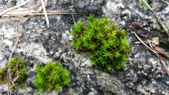 Bryopsida