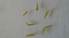 Bryopsida