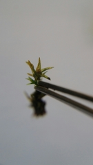 Bryopsida
